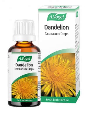 Vogel dandelion